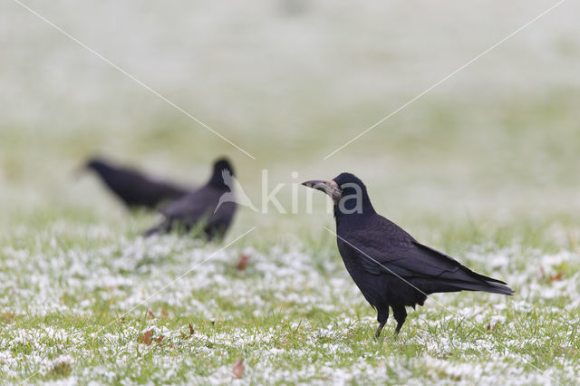 Rook (Corvus frugilegus)