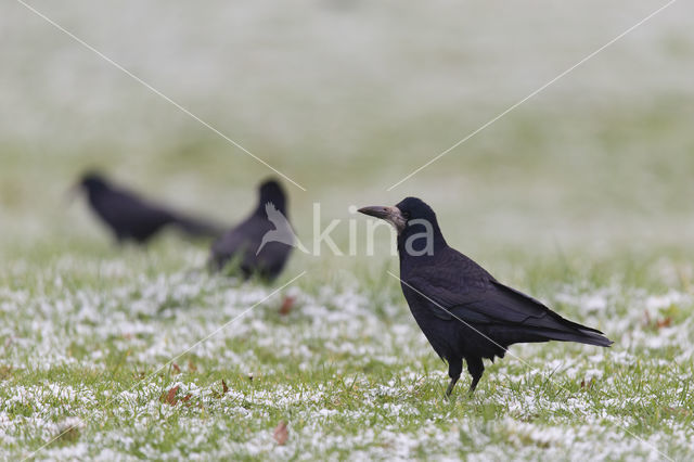 Roek (Corvus frugilegus)