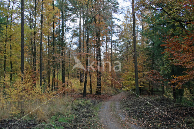 Beech (Fagus sylvatica)