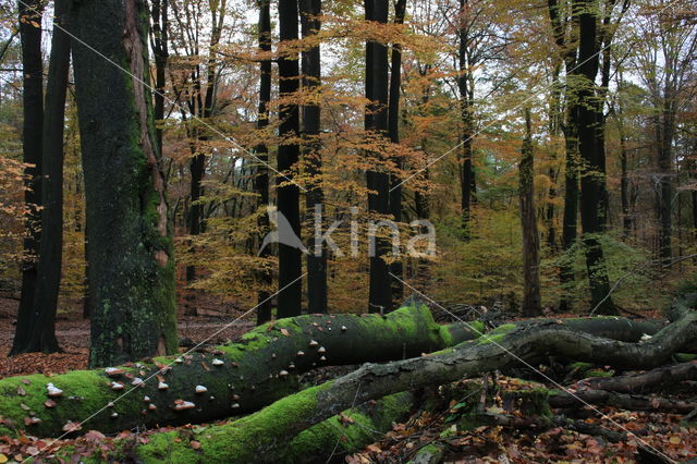 Beech (Fagus sylvatica)