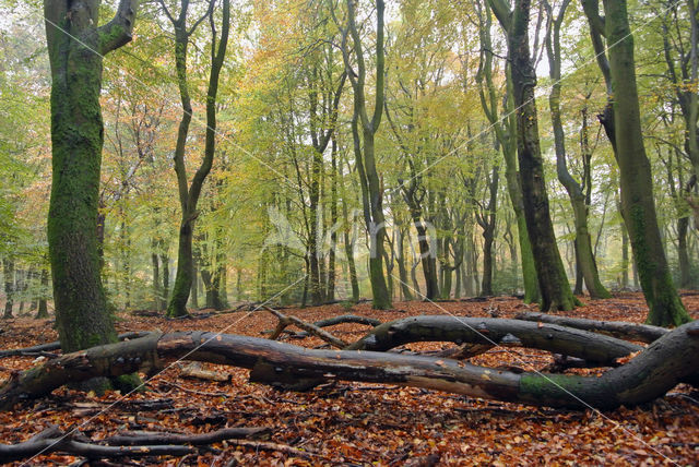 Beuk (Fagus sylvatica)