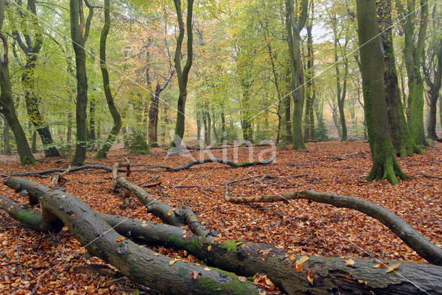 Beech (Fagus sylvatica)