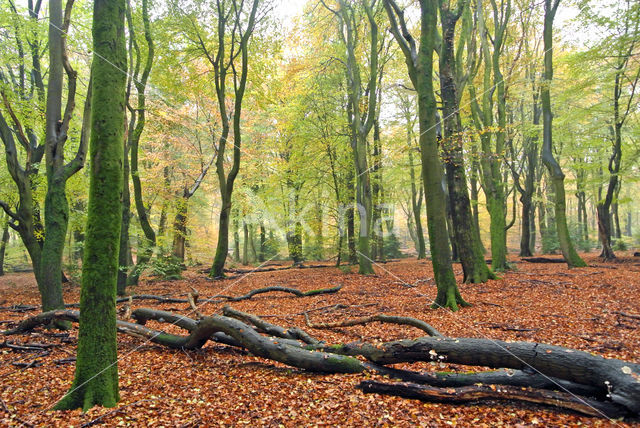 Beech (Fagus sylvatica)