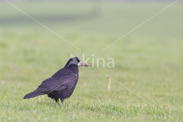 Rook (Corvus frugilegus)