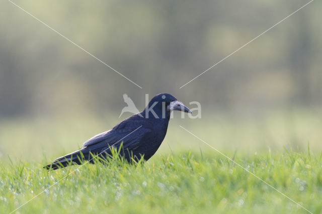 Rook (Corvus frugilegus)