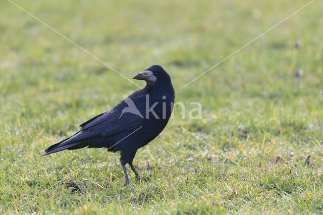 Rook (Corvus frugilegus)