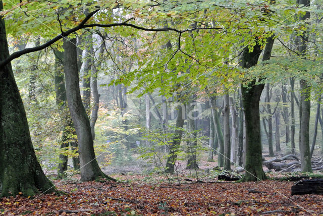 Beech (Fagus sylvatica)