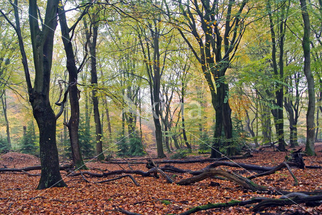 Beech (Fagus sylvatica)