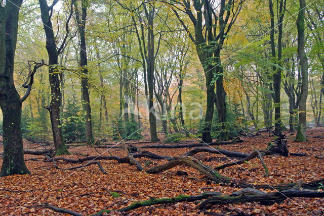 Beuk (Fagus sylvatica)