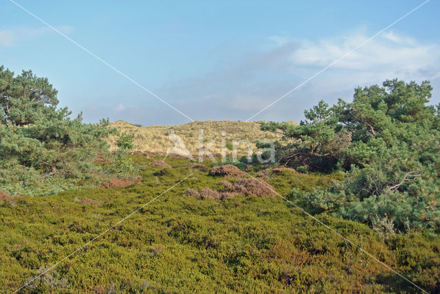 Black Crowberry (Empetrum nigrum)