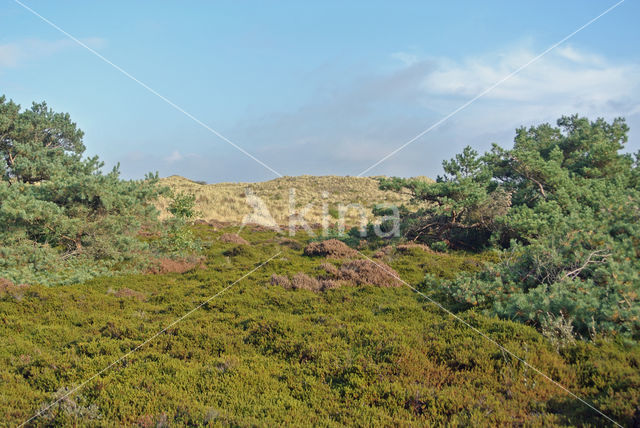 Black Crowberry (Empetrum nigrum)