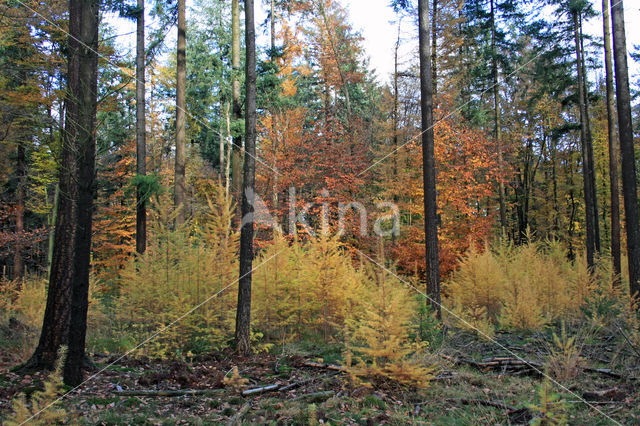 Japanese Larch (Larix kaempferi)