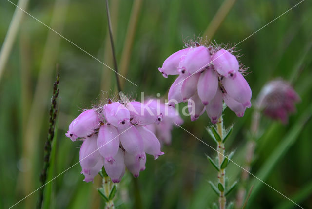 Cross-leaved Heather (Erica tetralix)