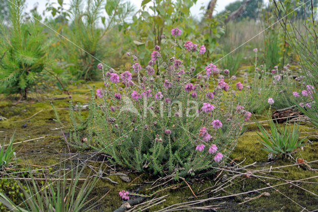 Cross-leaved Heather (Erica tetralix)