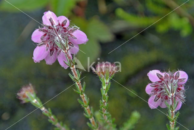 Cross-leaved Heather (Erica tetralix)