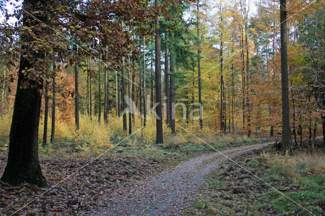 Japanese Larch (Larix kaempferi)