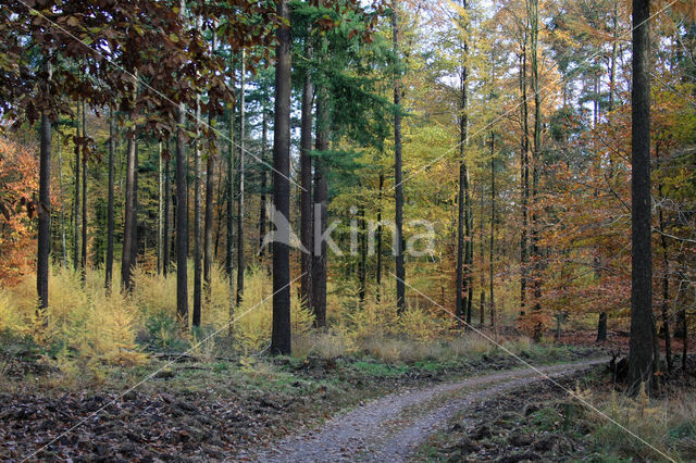 Japanese Larch (Larix kaempferi)