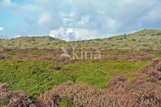 Black Crowberry (Empetrum nigrum)