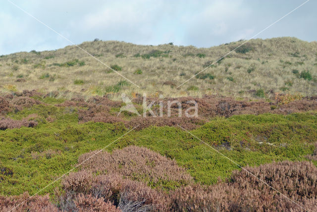 Black Crowberry (Empetrum nigrum)