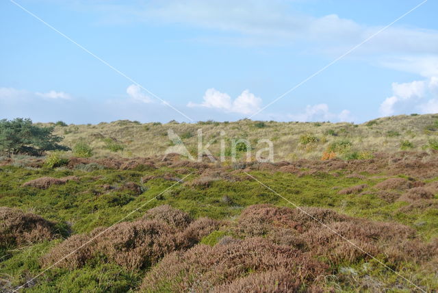 Black Crowberry (Empetrum nigrum)