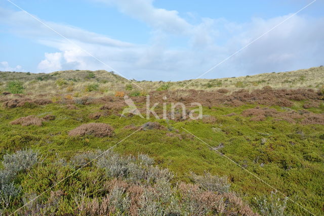 Black Crowberry (Empetrum nigrum)