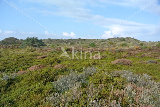 Black Crowberry (Empetrum nigrum)