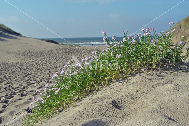 Zeeraket (Cakile maritima)