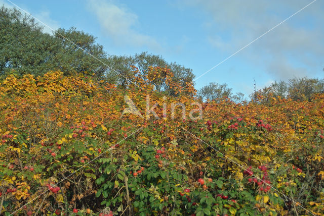 Rimpelroos (Rosa rugosa)