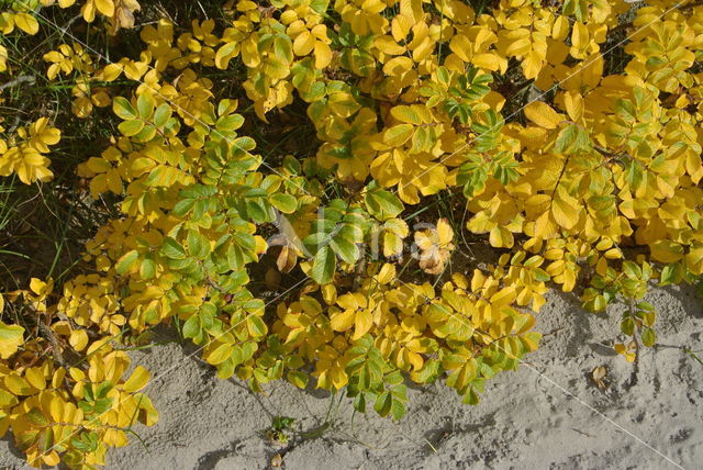 Rimpelroos (Rosa rugosa)