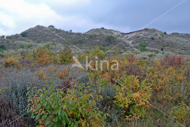 Amerikaanse vogelkers (Prunus serotina)