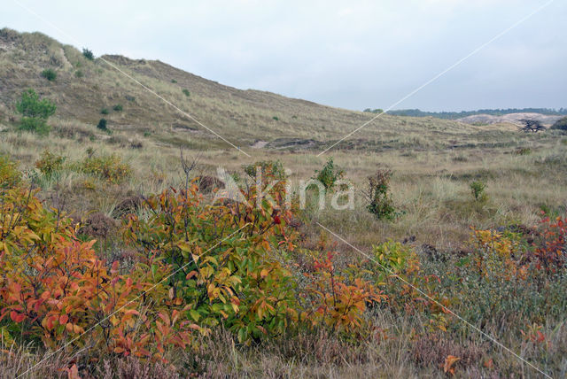 Amerikaanse vogelkers (Prunus serotina)