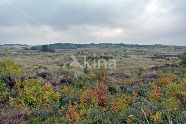 Amerikaanse vogelkers (Prunus serotina)