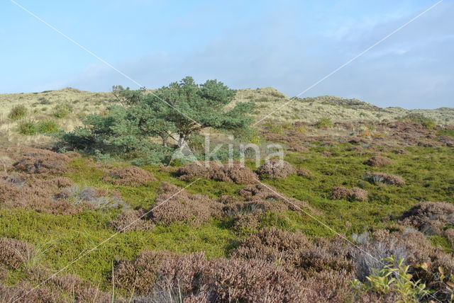 Black Crowberry (Empetrum nigrum)