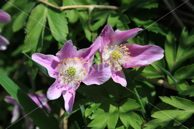 Wood Anemone (Anemone nemorosa)