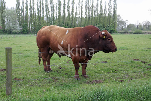 Burned Red Cow (Bos domesticus)