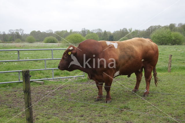 Burned Red Cow (Bos domesticus)