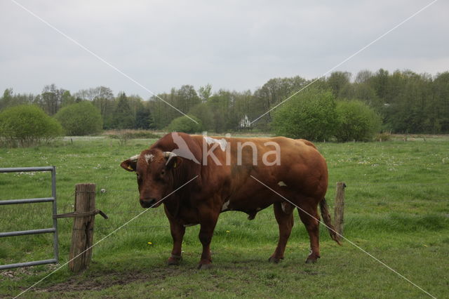 Brandrode koe