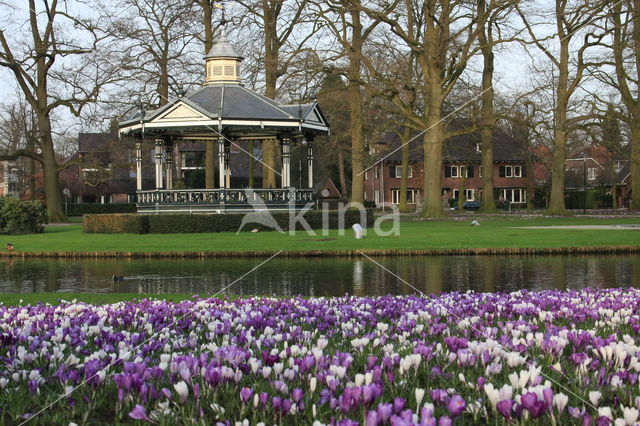 Krokus (Crocus spec.)