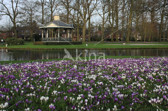 Krokus (Crocus spec.)