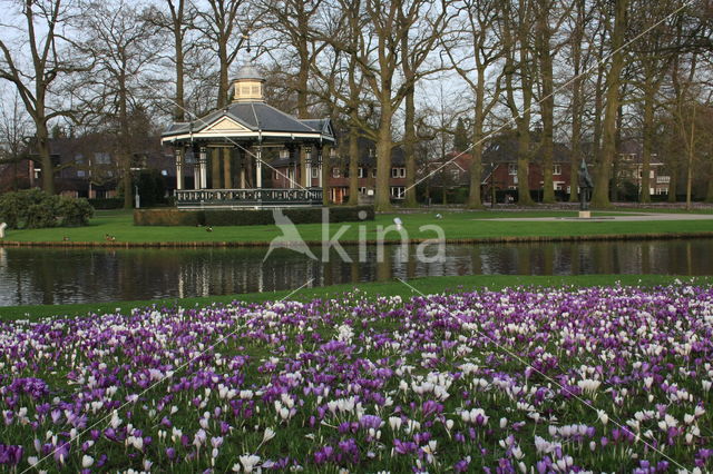 Krokus (Crocus spec.)