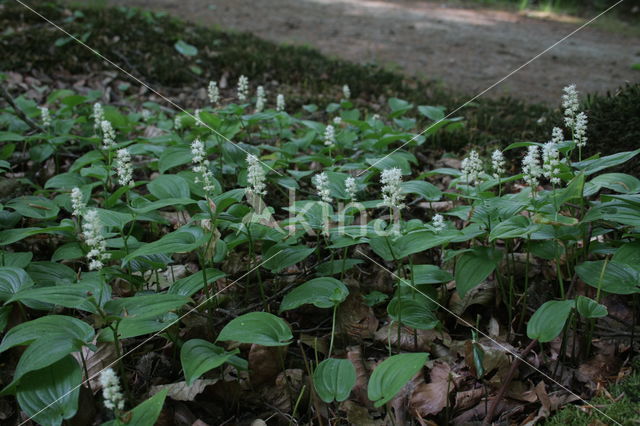 May Lily (Maianthemum bifolium)