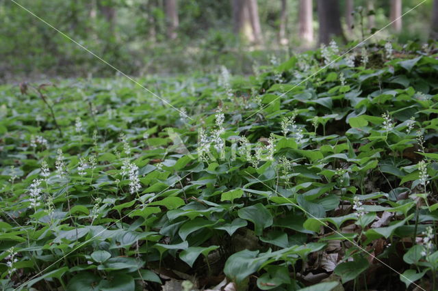 Dalkruid (Maianthemum bifolium)