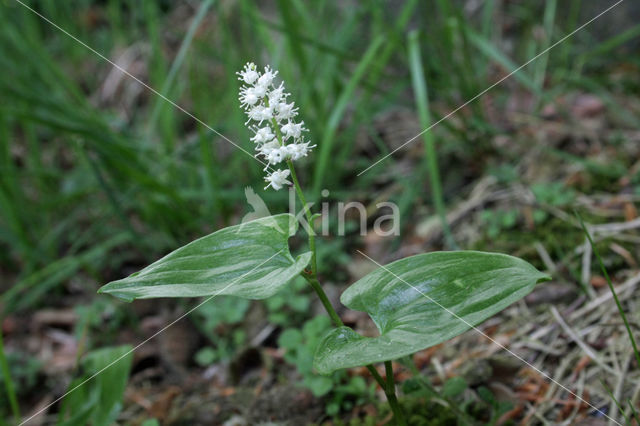 May Lily (Maianthemum bifolium)