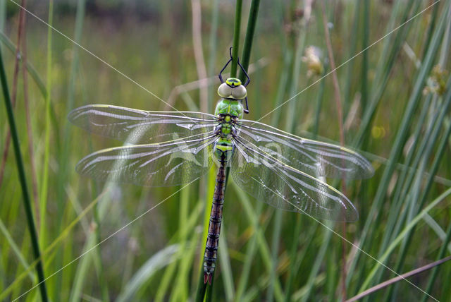 Blauwe glazenmaker (Aeshna cyanea)