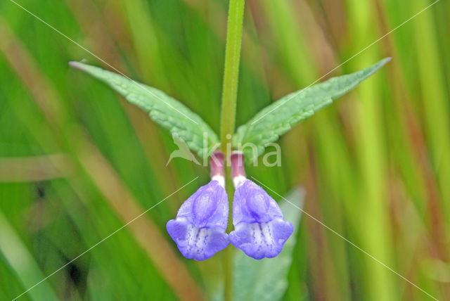 Blauw glidkruid (Scutellaria galericulata)