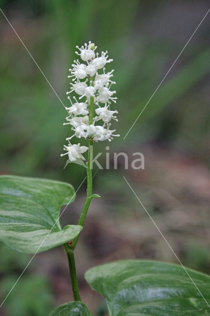 Dalkruid (Maianthemum bifolium)