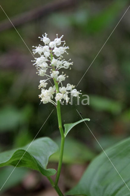 May Lily (Maianthemum bifolium)