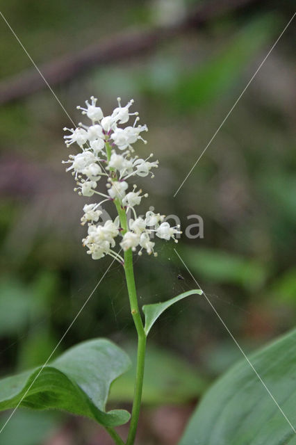 May Lily (Maianthemum bifolium)