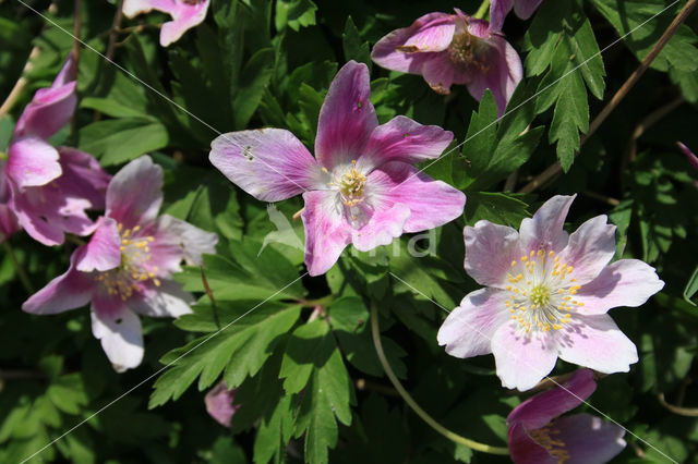 Bosanemoon (Anemone nemorosa)