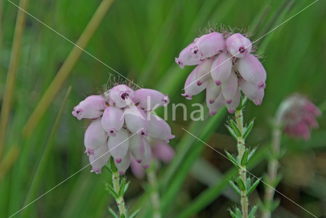 Cross-leaved Heather (Erica tetralix)